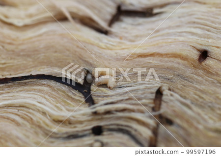 The larvae and burrows of Platypus bark beetle, the cause of oak withering, found in the split serrata The larvae and burrows of Platypus bark beetle, the cause of oak withering, found in the split serrata 99597196