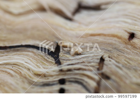 鴨嘴獸樹皮甲蟲的幼蟲和洞穴,橡樹枯萎的原因,在鋸緣裂紋中發現 鴨嘴獸樹皮甲蟲的幼蟲和洞穴,橡樹枯萎的原因,在鋸緣裂紋中發現 99597199