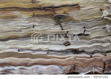 The larvae and burrows of Platypus bark beetle, the cause of oak withering, found in the split serrata 99597202