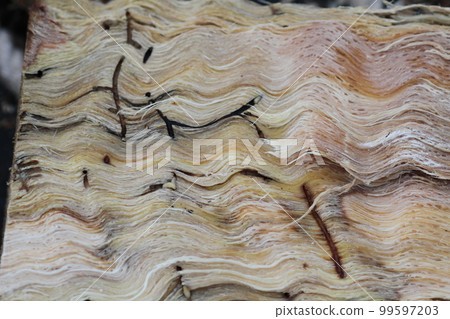 The larvae and burrows of Platypus bark beetle, the cause of oak withering, found in the split serrata 99597203