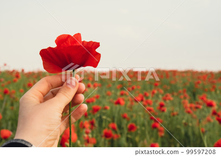 Female hand holding Red poppy flowers in a wild field. Vivid Poppies meadow in spring. Beautiful summer day. Beautiful red poppy flowers on green fleecy stems grow in the field. Scarlet poppy flowers Female hand holding Red poppy flowers in a wild field. Vivid Poppies meadow in spring. Beautiful summer day. Beautiful red poppy flowers on green fleecy stems grow in the field. Scarlet poppy flowers 99597208