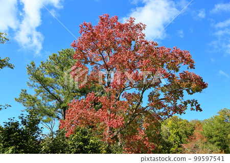 Autumn Leaves Autumn Leaves 99597541