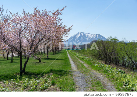 Mt. Shiribetsu seen from Kyogoku-cho and cherry blossoms in full bloom on the riverbed Mt. Shiribetsu seen from Kyogoku-cho and cherry blossoms in full bloom on the riverbed 99597673