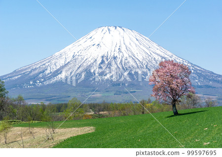 Magnificent Mt. Yotei with remaining snow and a superb view of a single cherry tree Magnificent Mt. Yotei with remaining snow and a superb view of a single cherry tree 99597695