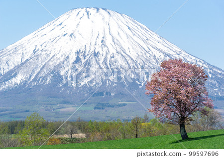 Mount Yotei and a beautiful photo spot on Bohitsu-no-oka with a single cherry tree Mount Yotei and a beautiful photo spot on Bohitsu-no-oka with a single cherry tree 99597696