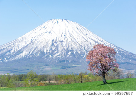 羊蹄山與一棵櫻花在五月積雪時的合作 99597697