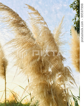 Miscanthus Miscanthus 99597998
