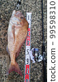 Large sea bream caught from the embankment 99598310