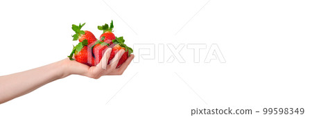 Hand holding a huge heap of strawberries isolated on white background. A hand is full of strawberries. Summer berry long banner 99598349