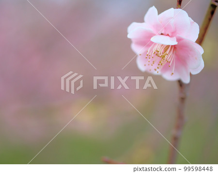 Plum blossoms blooming in March "Ichiryu" Plum blossoms blooming in March "Ichiryu" 99598448