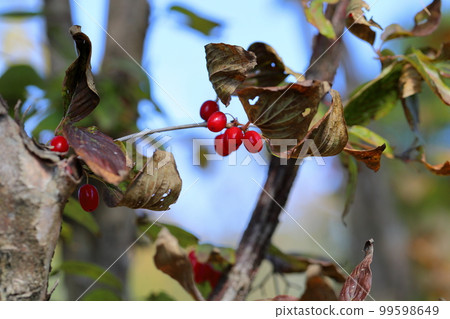 Cornus fruit autumn coral Cornus fruit autumn coral 99598649