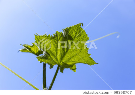 有葉子和藤蔓的黃瓜 99598707