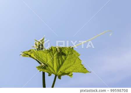 黃瓜葉和藤 99598708