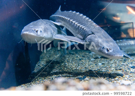 two white sturgeons 99598722
