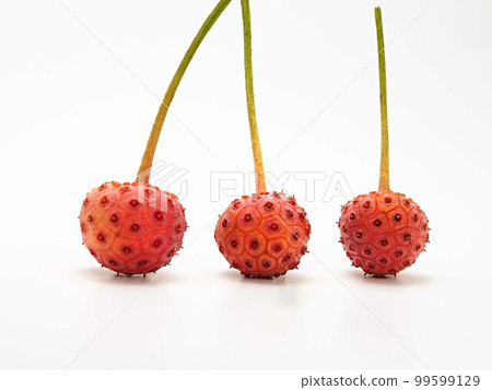 Close-up of three dogwood seeds lined up on a white background 99599129