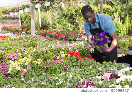 Florist man working in greenhouse Florist man working in greenhouse 99599267