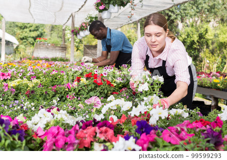 Florist girl working in greenhouse 99599293