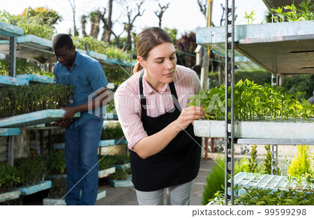 Woman checking seedlings in hothouse Woman checking seedlings in hothouse 99599298