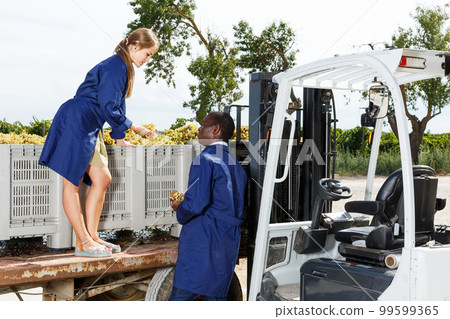 Engineers checking delivered grapes harvest 99599365