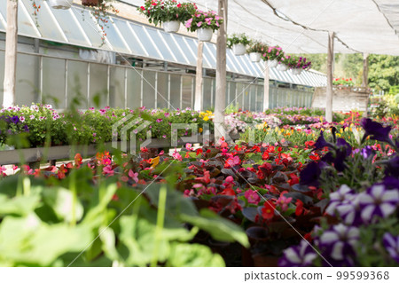 Flowering plants in hothouse 99599368