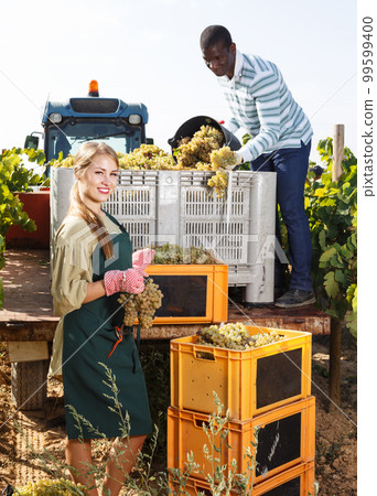 Two winegrowers harvesting grapes Two winegrowers harvesting grapes 99599400