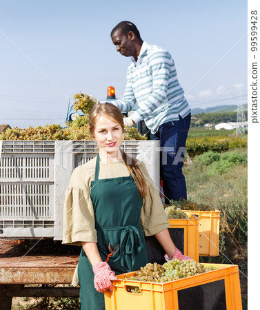 Young African-American man and Caucasian female working with harvest in vineyard, picking ripe bunches of grapes in truck 99599428