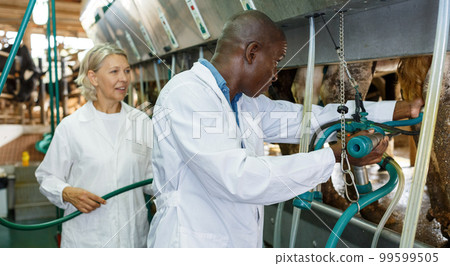 Two workers near milking line 99599505