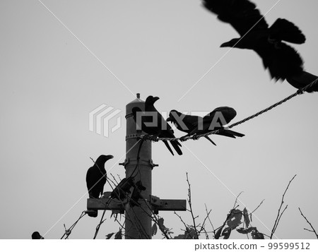 Crows gathering suddenly Crows gathering suddenly 99599512