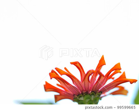 Zinnia flower close-up Zinnia flower close-up 99599665