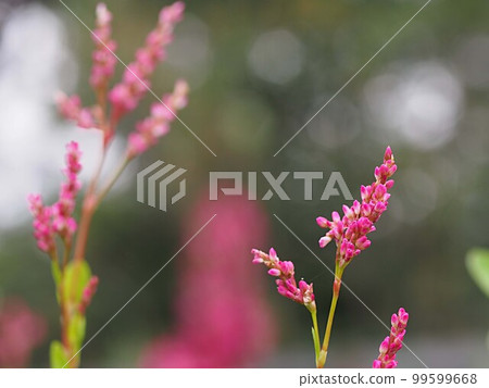 Tadeai flower up 99599668