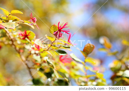Safflower Tokiwamansaku flowers Safflower Tokiwamansaku flowers 99600115