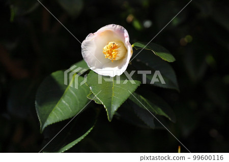 Camellia flower first makeup Camellia flower first makeup 99600116