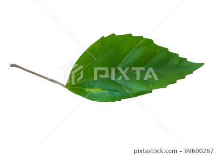 Hibiscus (Hibiscus) leaves isolated on white background, ready to use. 99600267