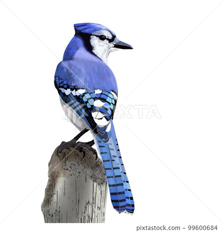 blue bird blue jay bluejay illustration 99600684