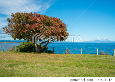 A tree change leaf colours during the autumn season with view of Lake Taupo the largest fresh water lake in New Zealand. A tree change leaf colours during the autumn season with view of Lake Taupo the largest fresh water lake in New Zealand. 99601217