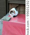 202102_ Fushimi Inari Shrine _ Cat 2 99601292