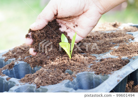 Tree growing with hand, eco earth day, save world, save earth, go green 99601494