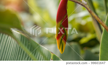 Tropical Rainforest Flower rostrata in garden. 99601647