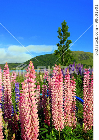 新西蘭 特卡波湖 221 99601901