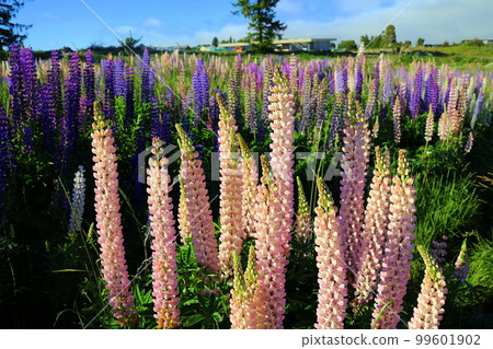 新西蘭 特卡波湖 222 99601902