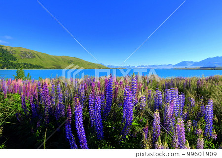 new zealand lake tekapo 229 new zealand lake tekapo 229 99601909
