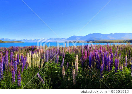 new zealand lake tekapo 232 99601913