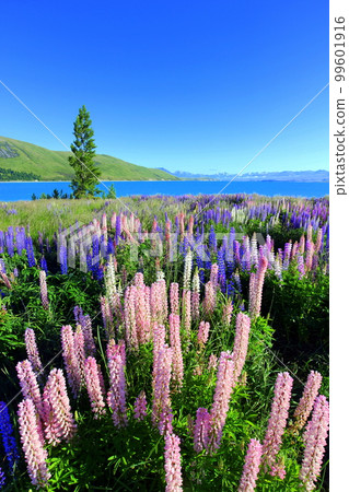 新西蘭 特卡波湖 235 99601916