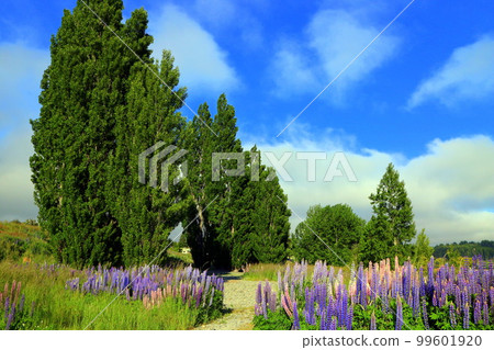 New Zealand_ Lake Tekapo 239 99601920