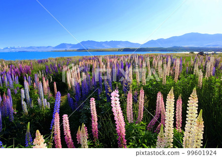 新西蘭_特卡波湖 242 99601924