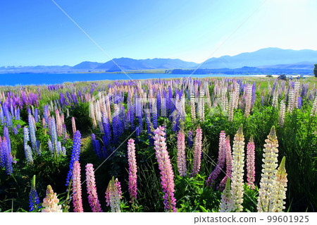 New Zealand_ Lake Tekapo 243 99601925