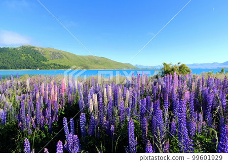 新西蘭_特卡波湖 247 99601929