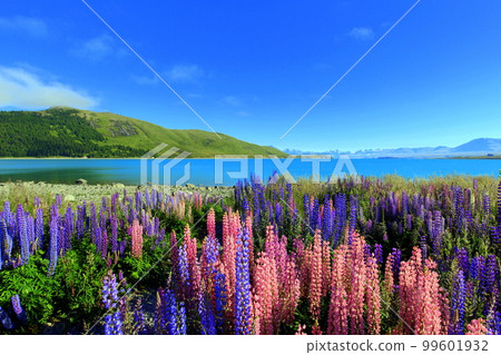 new zealand lake tekapo 250 99601932