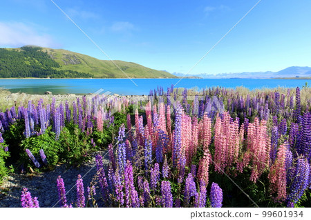 New Zealand_ Lake Tekapo 251 99601934