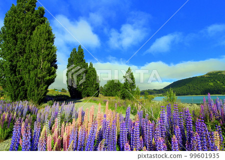 new zealand lake tekapo 252 99601935